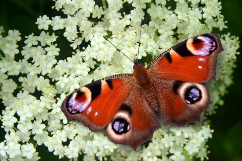 Butterfly on elderflower