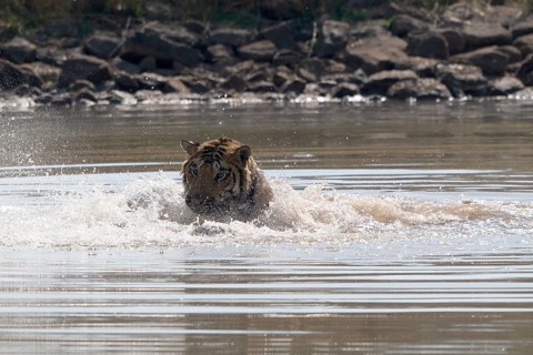 Tiger (Panthera tigris), Bengal tiger or Indian tiger, big cat (Pantherinae), carnivore