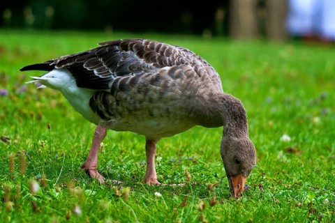 Grazing greylag goose in a meadow. Greylag Goose in a meadow