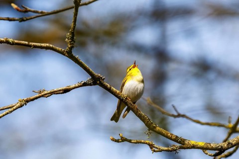 Wood Warbler singing in the springtime from a tree branch