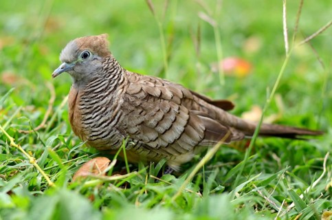 Portrait Of A Zebra Dove, Or Barred Ground Dove (Geopelia Striata), On Some Grass