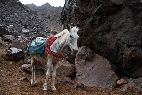 Mules on the trail up the peak Toubkal in Morocco, the highest mountain in North Africa