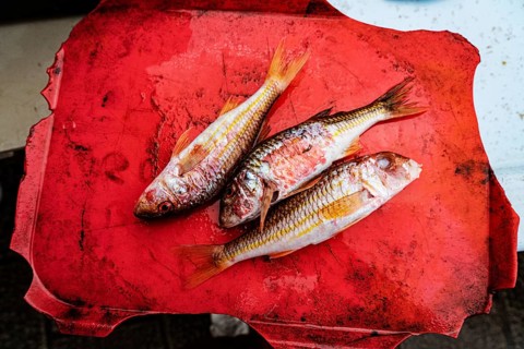 Fish on a red tray, Marseille, France, Europe