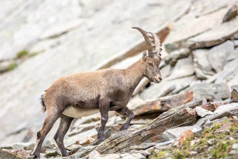 Ibex (capra ibex) in the rocky mountains of the Italian Alps. in the Grand Paradis National Park.