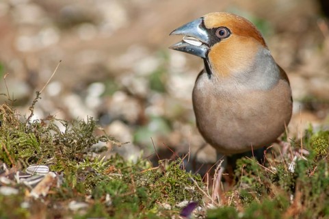 Hawfinch (Coccothraustes coccothraustes) perched on a branch in the forest
