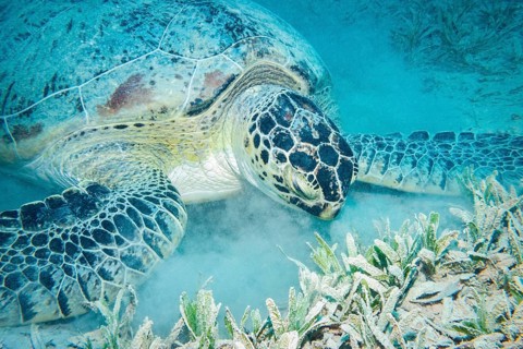 Green Turtle feeding on seagrass, Red Sea, Egypt, Africa