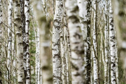 Birch forest as a natural burial grave site, Hofgeismar, Weser Uplands, Weserbergland, Hesse,