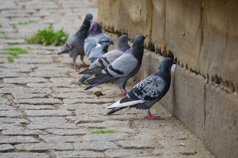 Pigeons damage sandstone walls and plaster, digestion, grit, urban pigeon, destruction, sandstone,