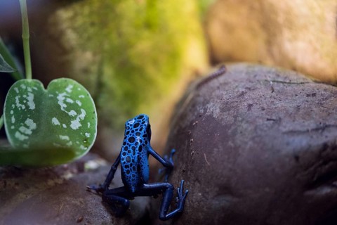 A picture of a beautiful blue and black frog