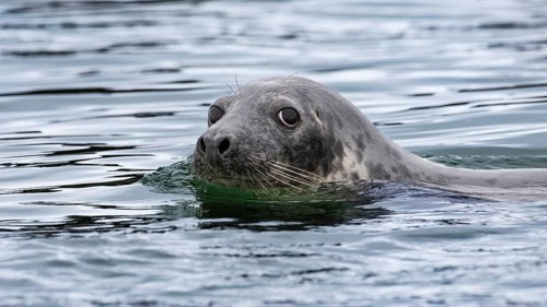 Grey seal (Halichoerus grypus) swimming along the beach, Heligoland Island, Germany, Europe