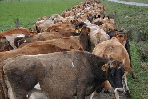 Jersey cows heading down race to dairy, West Coast, New Zealand, Oceania