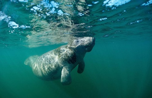 Round-tailed manatee, Trichechus manatus latirostris, USA, Florida, FL, Everglades, North America