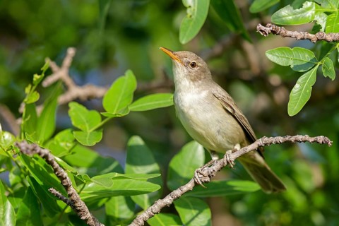 Olive warbler, (Hippolais olivetorum), animal, animals, bird, birds, biotope, habitat, perch,