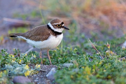 Little Ringed Plover, Little Ringed Plover, (Charadrius dubius), plover family, biotope, foraging,