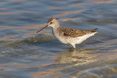 Pond sandpiper, (Tringa stagnatilis), animals, birds, biotope, habitat, foraging, wader, waders,