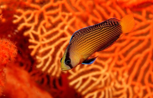 Magnificent dwarf perch, Pseudochromis splendens, Indonesia, Wakatobi Dive Resort, Sulawesi, Indian