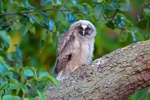 Long-eared owl, (Asio otus), juvenile, chick, perch, animals, birds, owls, Hockenheim,
