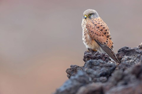 Kestrel, (Falco tinnunculus), perches on rocks, Canary Islands, animals, birds, falcons, foraging,