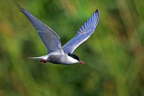 White-bearded Tern, White-bearded Tern, (Chlidonias hybridus), (Chlidonias hybrida), Marsh Tern