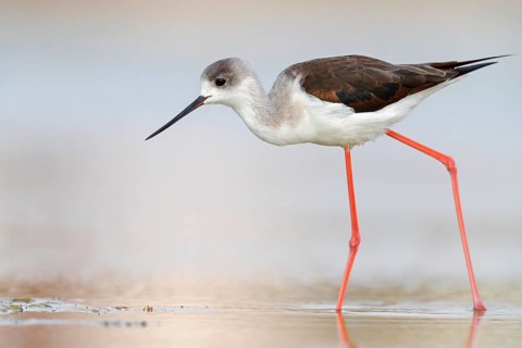 Black-winged Stilt, (Himantopus himantopus), avocet family, biotope, habitat, foraging, East Khawr