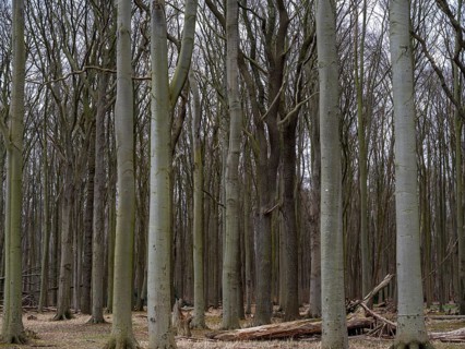 Trees in the ghostly forest on the cliffs facing the Baltic Sea, Nienhagen, Mecklenburg-Vorpommern,
