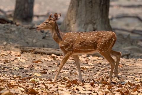 Axis deer, Chital (Axis axis), antlers, morning light, backlight, Kanha National Park, Tiger