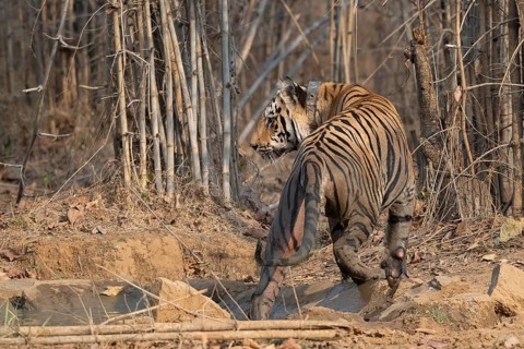 Tiger (Panthera tigris), Bengal tiger or Indian tiger, big cat (Pantherinae), carnivore