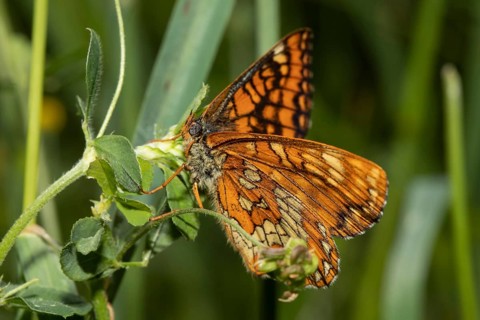 May Fritillary, Ash Fritillary (Euphydryas maturna)