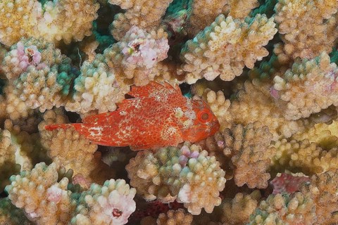 Yellow-spotted scorpionfish (Sebastapistes cyanostigma)