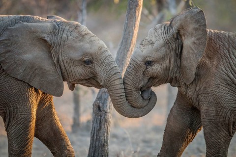 Elephants playing in the Kruger National Park, South Africa, Africa
