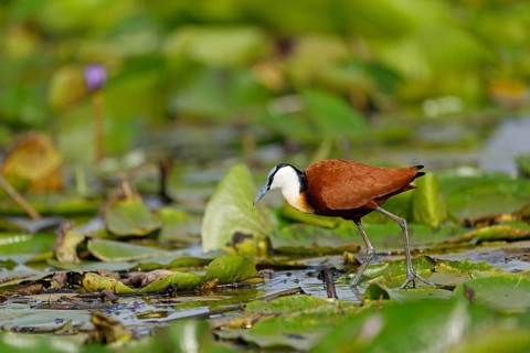 Blue-fronted Jacana (Actophilornis africanus)