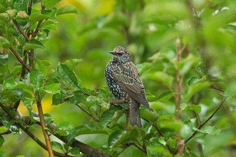 Starling (Sturnus vulgaris)