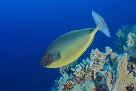 Blue-bladed surgeonfish (Naso hexacanthus)