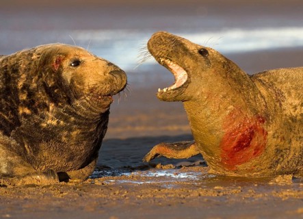 Grey seal (Halichoerus grypus)