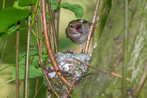 Chaffinch - female at the nest (Fringilla coelebs)