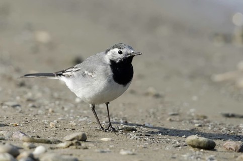 White wagtail (Motacilla alba)