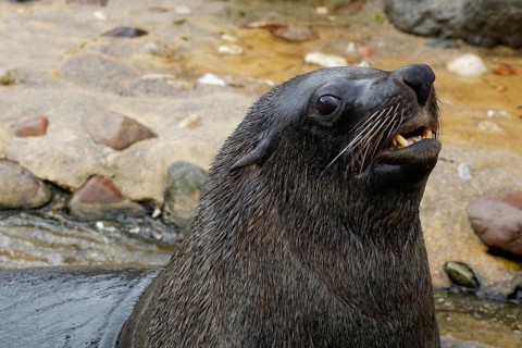Cape fur seal (Arctocephalus pusillus pusillus)