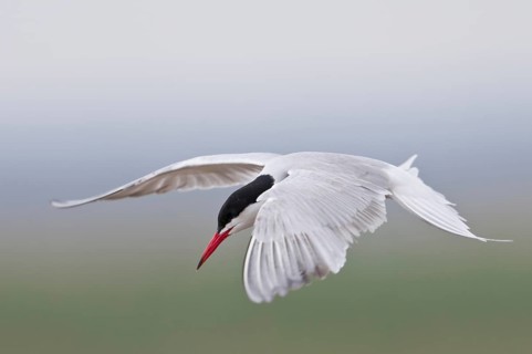 Common Tern (Sterna hirundo)