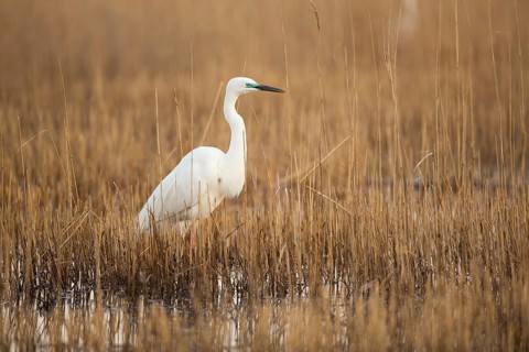 Great White Egret (Casmerodius albus)