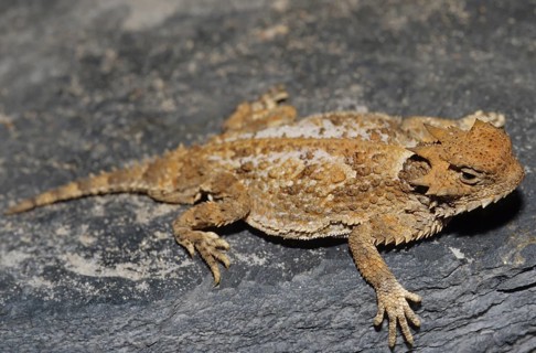 Toad lizard (Phrynosoma sp.)