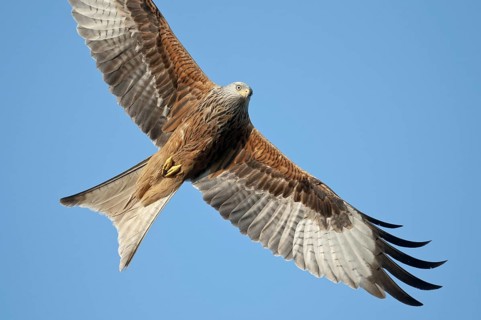 Red kite (Milvus milvus)