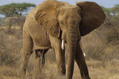 Excited African elephant with penis (Loxodonta africana)