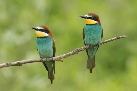 Bee-eater (Merops apiaster)