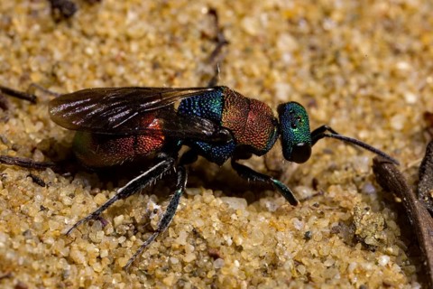 Sand gold wasp (Hedychrum nobile)