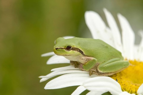 Mediterranean tree frog on daisy flower (Hyla meridionalis)