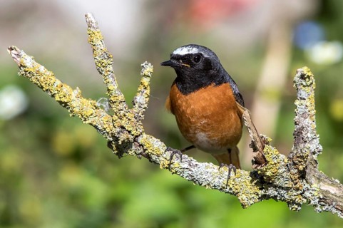 Common redstart - male on a branch (Phoenicurus phoenicurus)