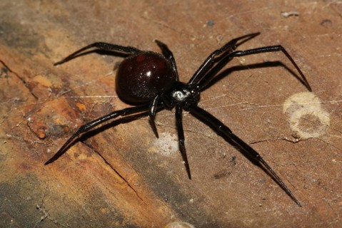 Black widow (Latrodectus mactans)