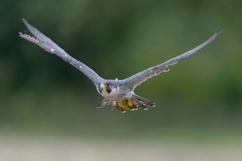 Peregrine falcon (Falco peregrinus)