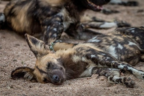 An African wild dog sleeping in the Sabi Sand Game Reserve, South Africa, Africa