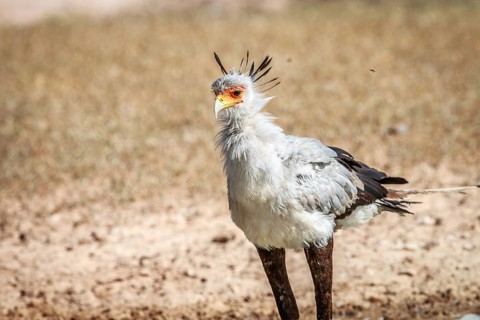 Secretary bird in the grass in the Kgalagadi Transfrontier Park, South Africa, Africa